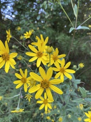 Helianthus schweinitzii