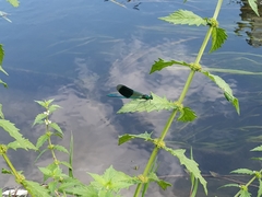Calopteryx splendens