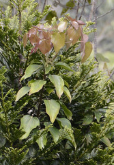 Aleurites moluccanus