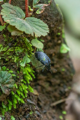 Cypherotylus californicus
