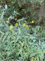 Helianthus schweinitzii