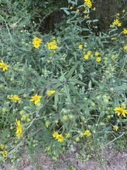Helianthus schweinitzii