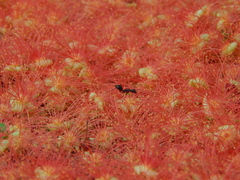 Barringtonia acutangula