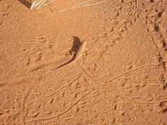 Meroles cuneirostris