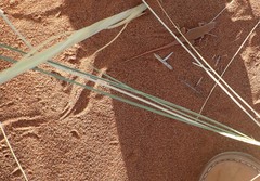 Meroles cuneirostris