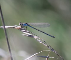 Enallagma aspersum