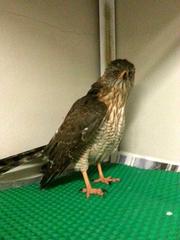 Accipiter tachiro tachiro