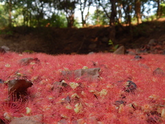 Barringtonia acutangula