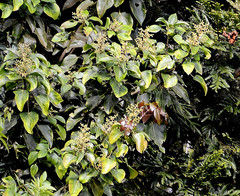 Aleurites moluccanus