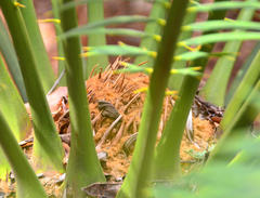 Encephalartos lebomboensis