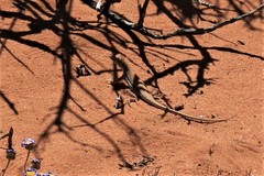 Meroles ctenodactylus