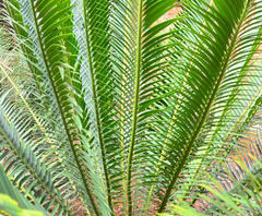 Encephalartos lebomboensis
