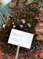 Encephalartos lebomboensis