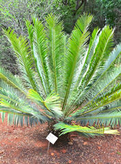 Encephalartos lebomboensis