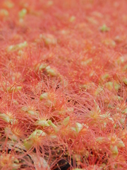 Barringtonia acutangula