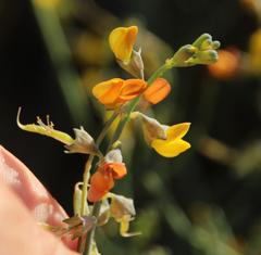 Lebeckia