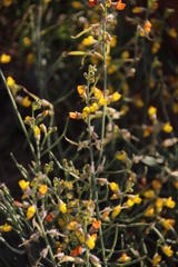 Lebeckia