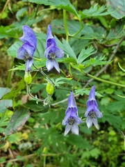 Aconitum degenii