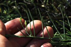 Lebeckia