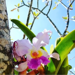 Cattleya