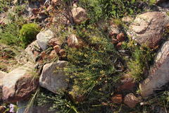 Lebeckia