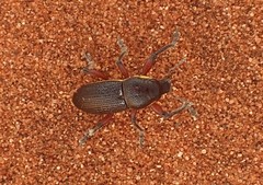 Leptostethus marginatus