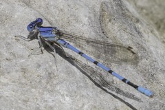 Argia nahuana