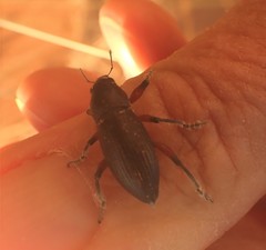 Leptostethus marginatus