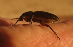 Leptostethus marginatus