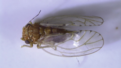 Mitrapsylla