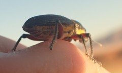 Leptostethus marginatus