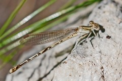 Argia nahuana