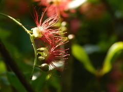 Barringtonia acutangula