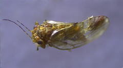 Mitrapsylla