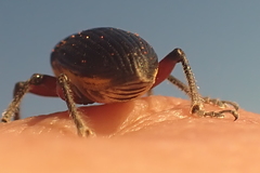 Leptostethus marginatus