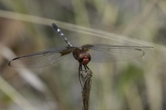 Dythemis fugax