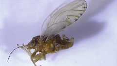 Mitrapsylla