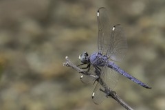 Libellula comanche