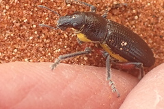 Leptostethus marginatus