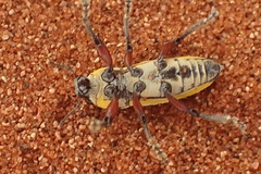 Leptostethus marginatus