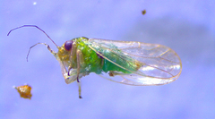 Heteropsylla