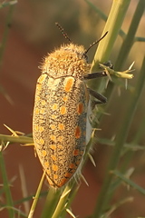 Julodis mitifica