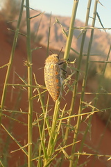 Julodis mitifica
