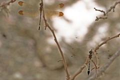 Macrothemis inequiunguis
