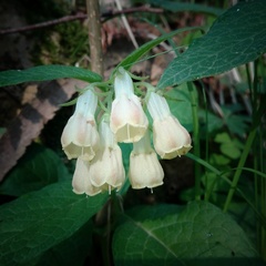 Symphytum × hidcotense