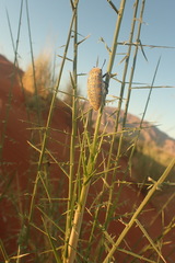 Julodis mitifica