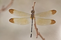 Macrothemis inequiunguis
