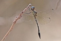 Macrothemis inequiunguis