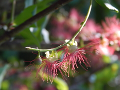 Barringtonia acutangula