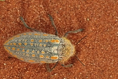 Julodis mitifica